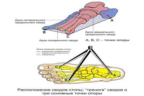 Нарушение анатомии стопы: