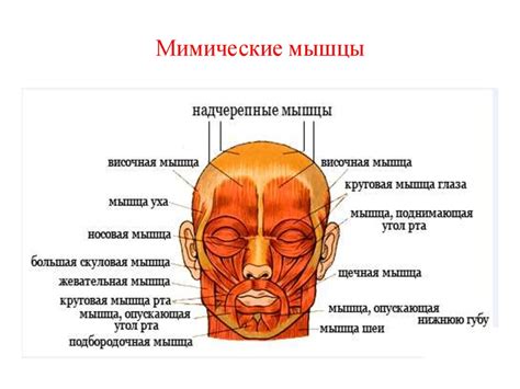 Нарушение мимических мышц