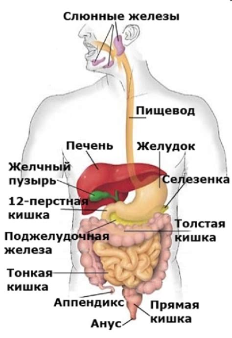 Нарушение моторики пищеварительной системы