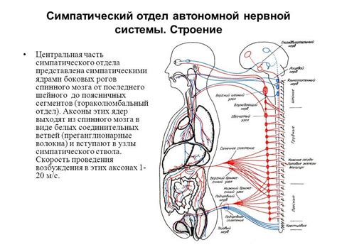 Нарушение работы вегетативной нервной системы