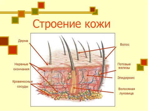 Нарушение структуры кожи