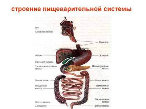 Нарушения в работе пищеварительной системы