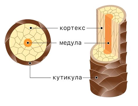 Наследственность и свойства волос