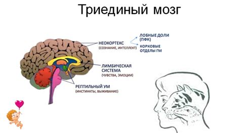 Научное объяснение: механизмы мозга и психологические факторы