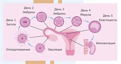 Начало овогенеза у эмбриона