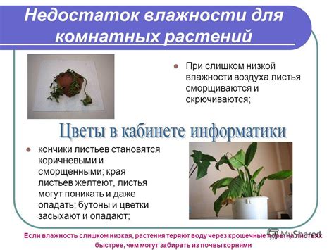 Недостаток влажности воздуха