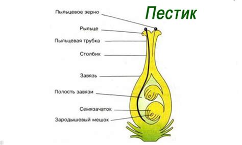 Недостаток опылителей: как это влияет на процесс завязи?