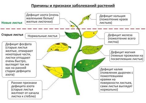 Недостаток питательных веществ как причина желтых пятен на теле