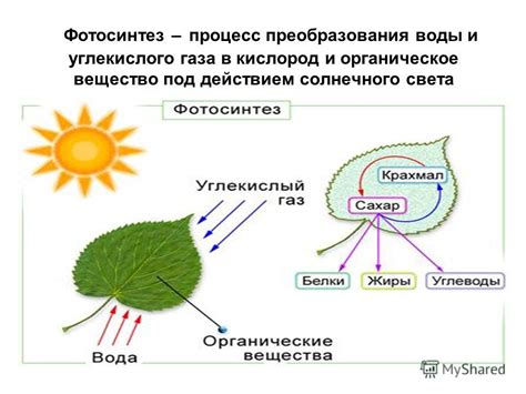 Недостаток света для фотосинтеза