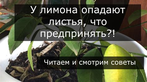 Недостаток света как фактор опадения листьев