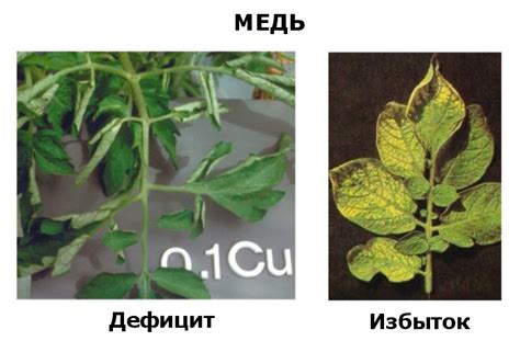 Недостаток хлорофилла в растении