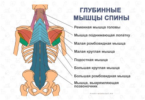 Недостаточная активация мышц шеи и спины