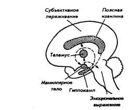 Нейрохимия эмоций и их регуляция