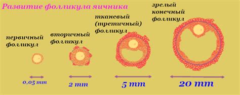 Некоторые заболевания влияют на размер фолликулов