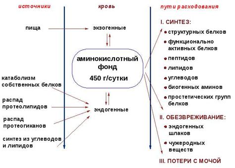 Необходимость получения белков из пищи