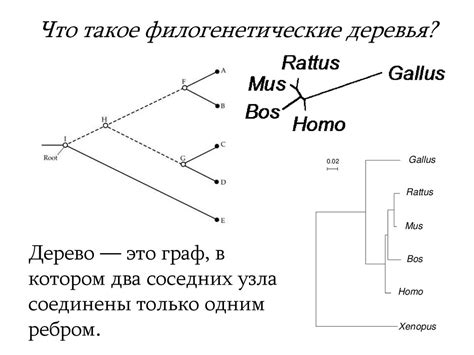 Неоднозначность филогенетических деревьев: