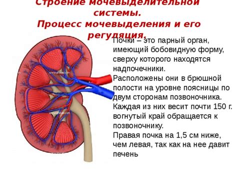 Неполадки в мочевыделительной системе: как это связано с поведением кота?