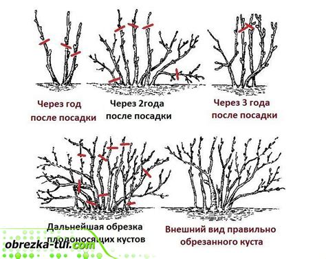 Неправильная обрезка и формирование куста