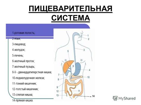 Неправильное расщепление пищи