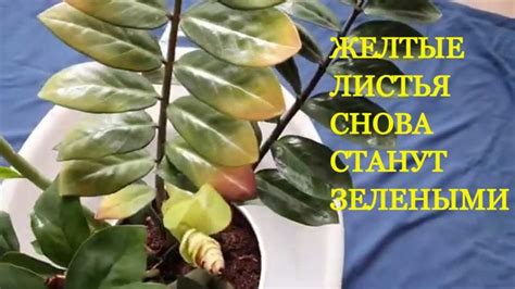 Неправильный режим полива: как это может привести к проблемам со завязью?