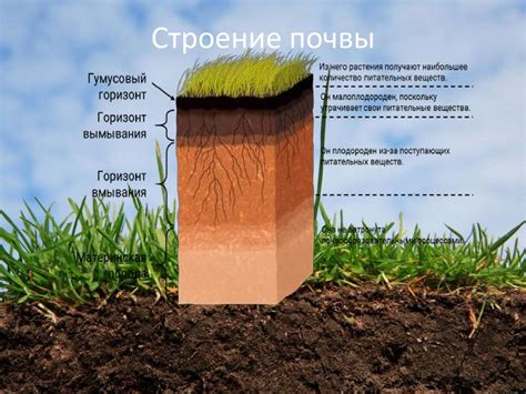 Неправильный состав почвы