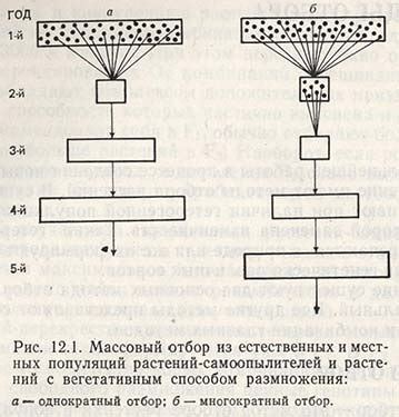 Непредсказуемость массового отбора