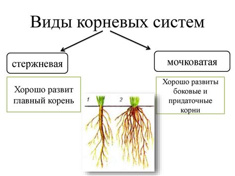 Неравномерное питание корневой системы