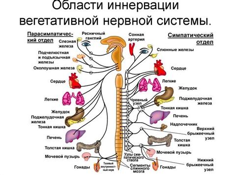 Нервная система и аппетит