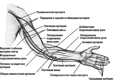 Нервная система и связь с зудом на левой руке