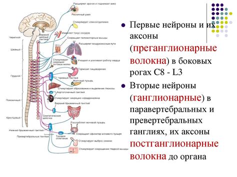 Нервные окончания и реакция организма