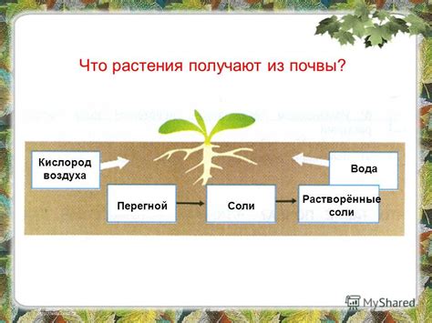 Несоответствие почвы потребностям растения