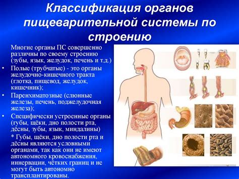 Несформированность пищеварительной системы