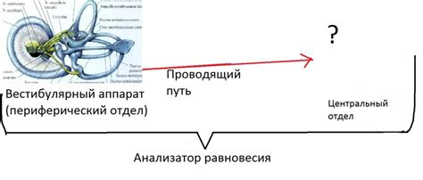 Неудовлетворенность органа равновесия