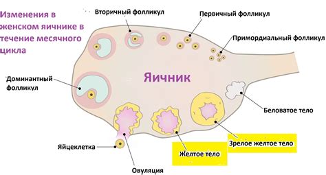 Низкая активность желтого тела