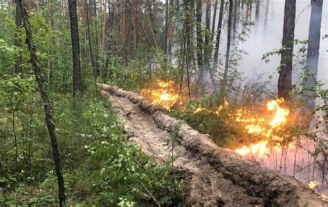 Низовой пожар: сложности и особенности