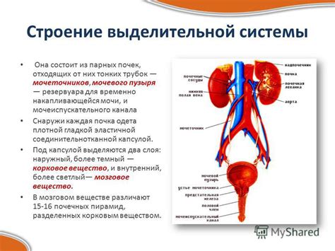 Нормальное функционирование желчного пузыря и выделительной системы