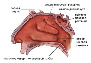 Нос: структура и возрастные изменения