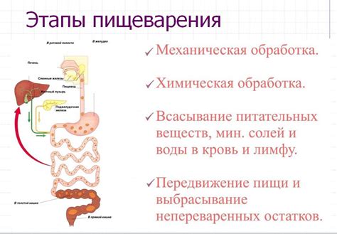 Обработка в организме