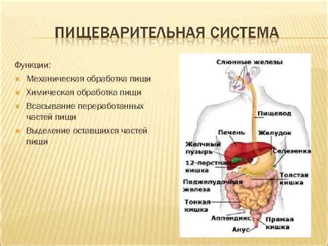 Обработка пищи и выделение энергии