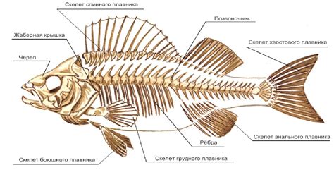 Образ жизни и запах рыбы