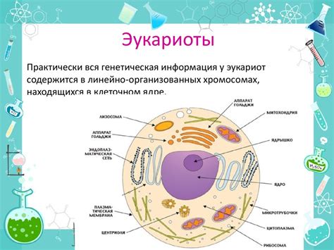 Общая информация о рибосомах эукариот