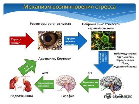 Общие факторы стресса