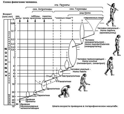 Общий эволюционный путь организмов