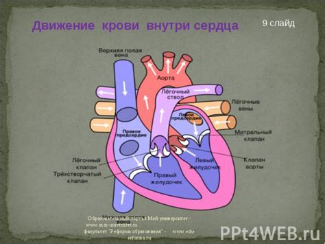 Ограничение циркуляции крови