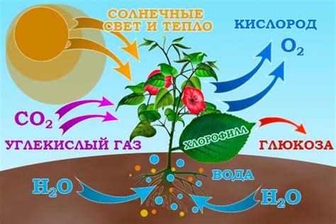 Окисление веществ в капусте