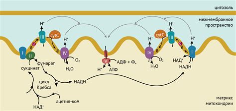 Окислительное фосфорилирование: ключевой процесс