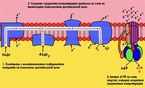 Окислительное фосфорилирование и митохондрии