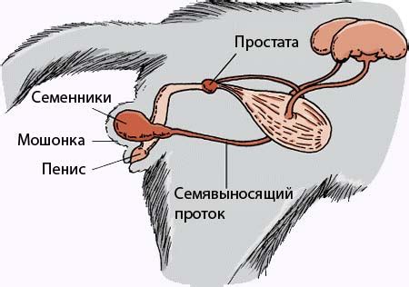 Окситоцин и репродуктивная функция у кошек