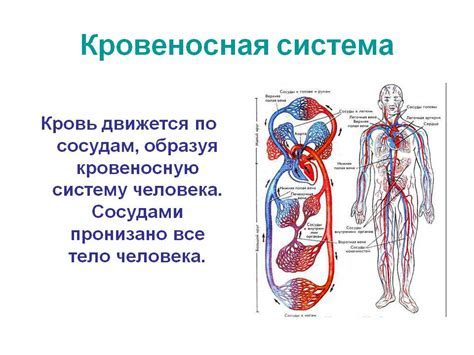 Опасные заболевания кровеносной системы