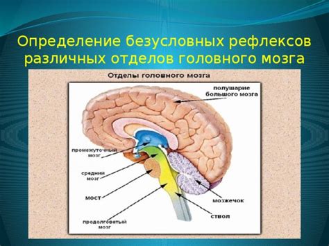 Определение безусловных рефлексов